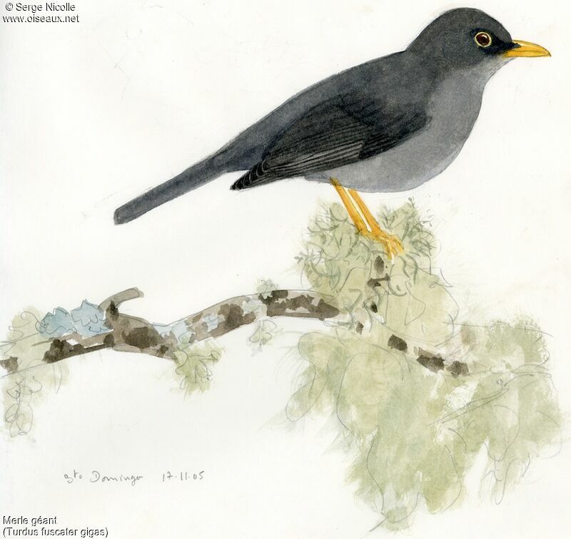 Great Thrush, identification