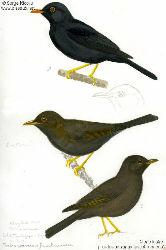 Glossy-black Thrush , identification