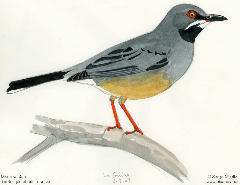 Red-legged Thrush, identification