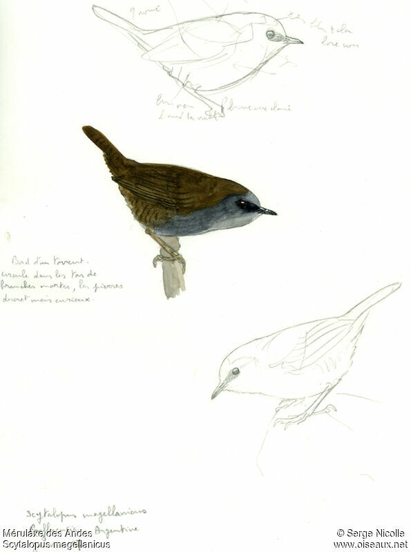 Magellanic Tapaculo, identification