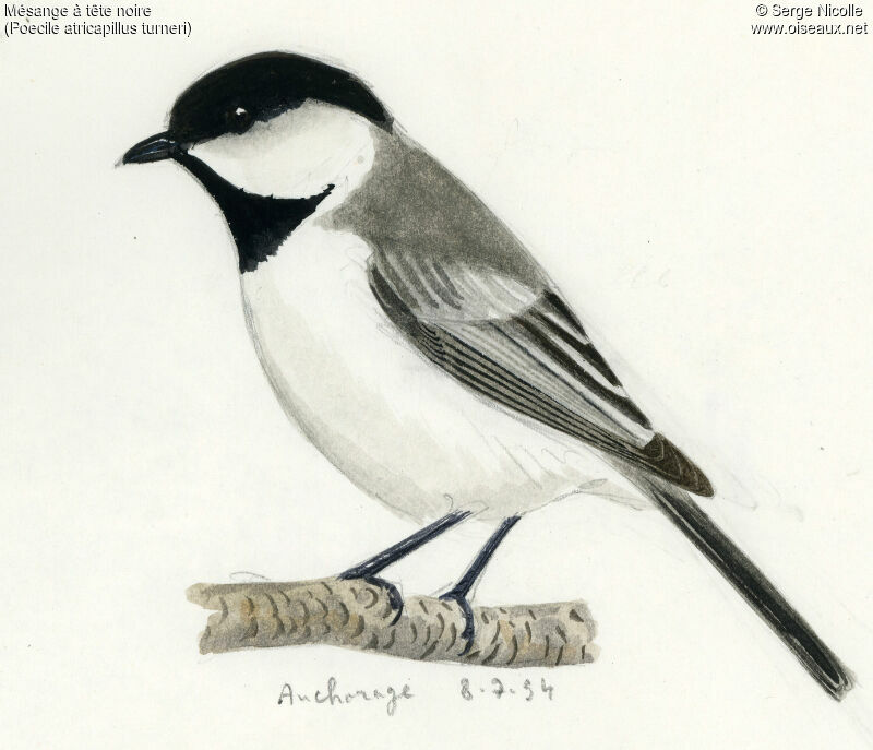 Black-capped Chickadee, identification