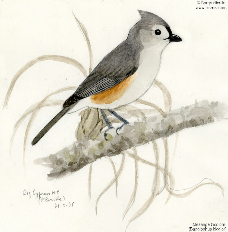 Tufted Titmouse, identification