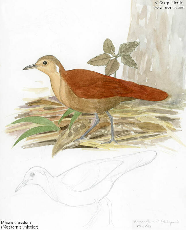 Brown Mesiteadult, identification