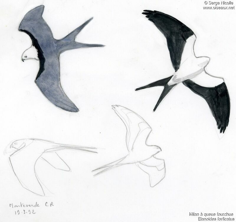 Swallow-tailed Kite, identification