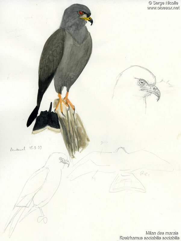 Snail Kite, identification