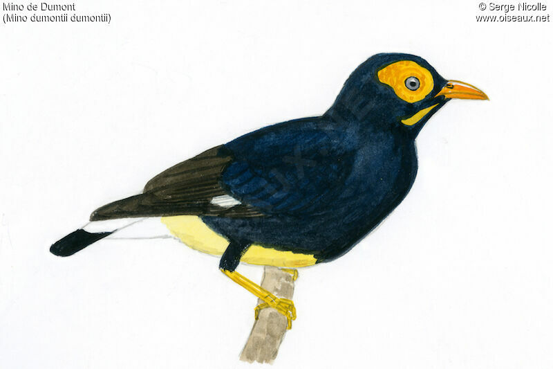 Yellow-faced Myna, identification