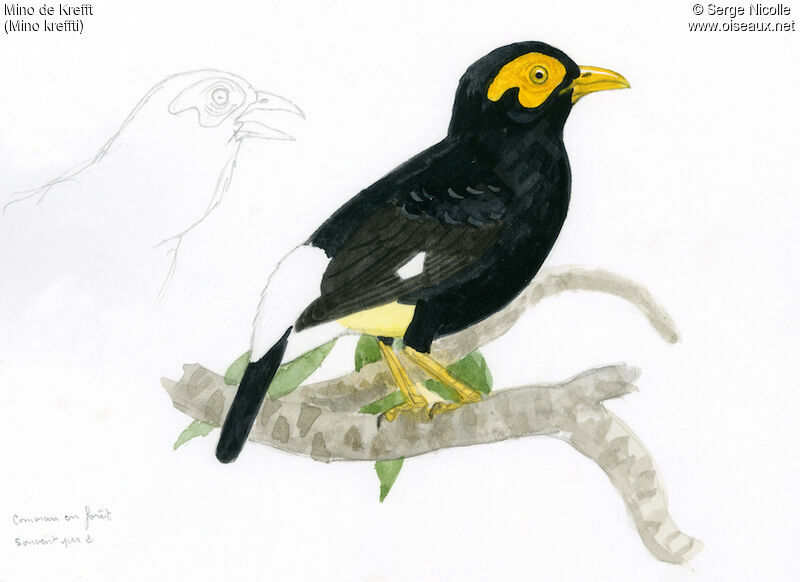 Long-tailed Myna, identification