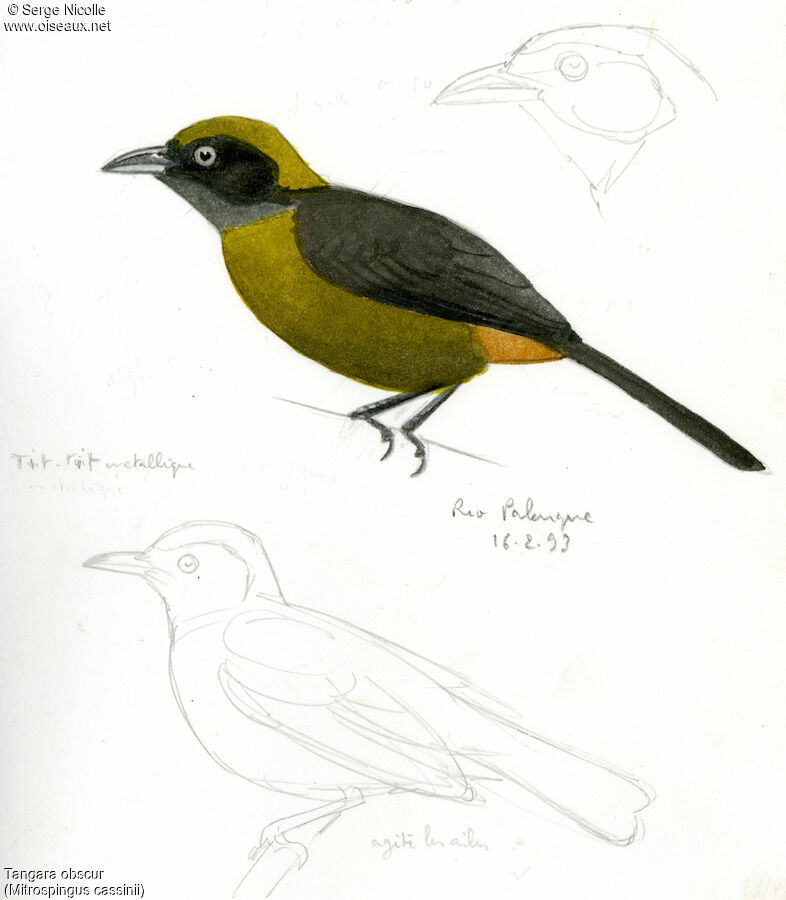 Dusky-faced Tanager