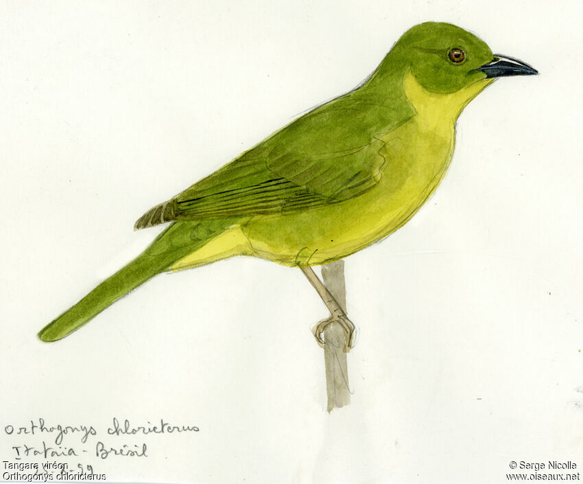 Olive-green Tanager