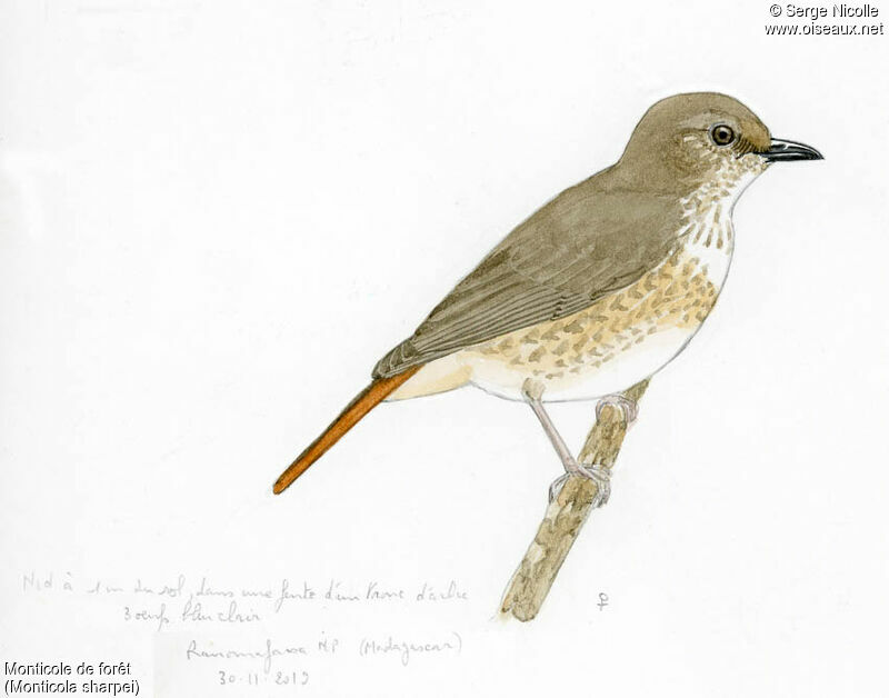 Monticole de forêt femelle adulte, identification