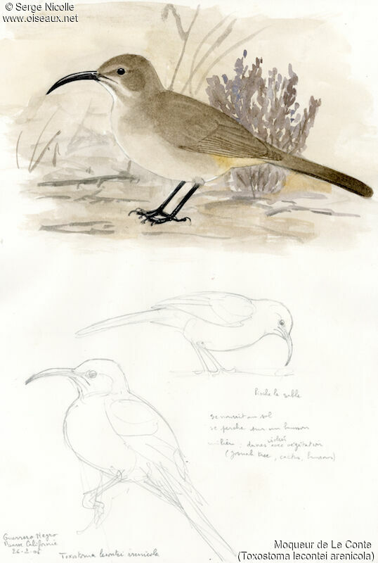 LeConte's Thrasher, identification