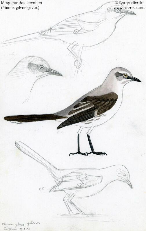 Moqueur des savanes, identification