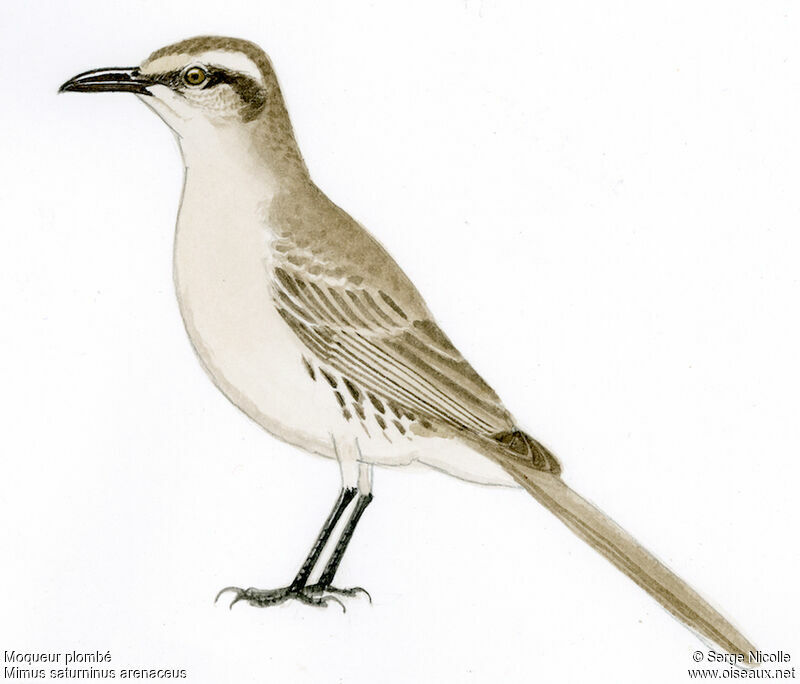 Chalk-browed Mockingbird, identification