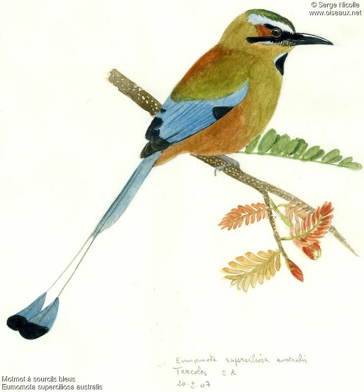 Turquoise-browed Motmot, identification