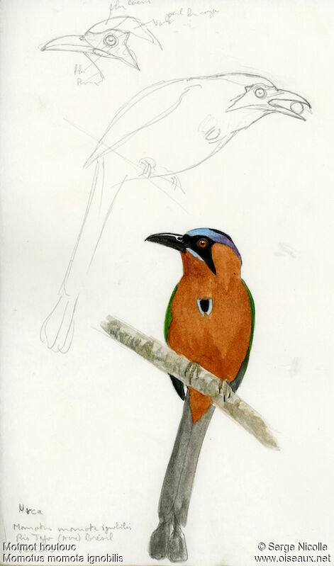 Motmot houtouc, identification