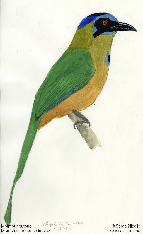 Amazonian Motmot, identification