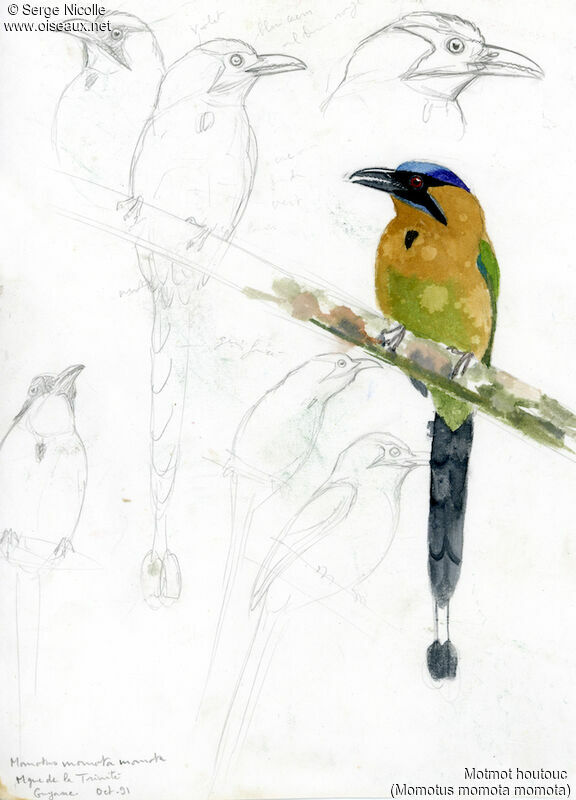 Motmot houtouc, identification