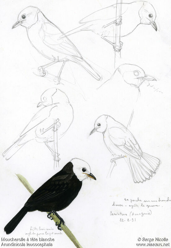 White-headed Marsh Tyrant, identification