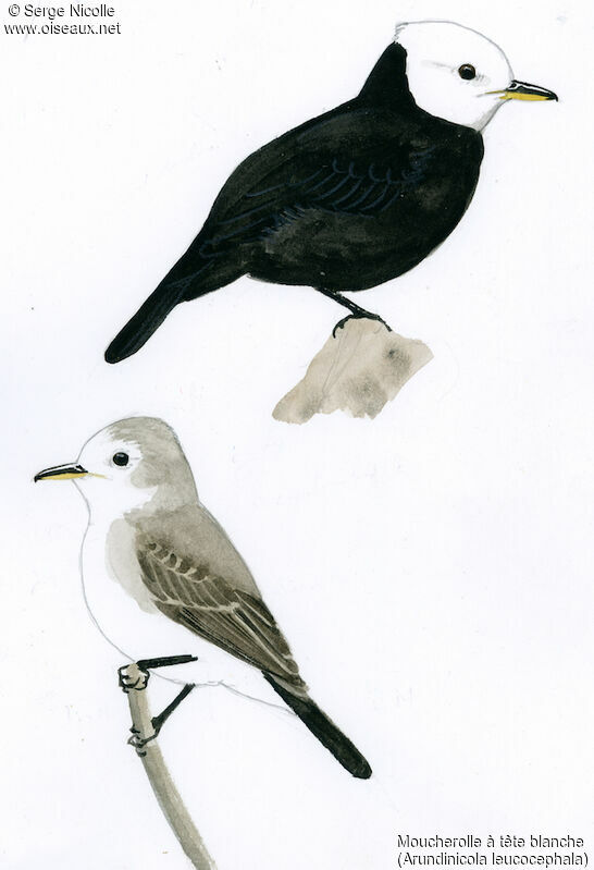 White-headed Marsh Tyrant , identification