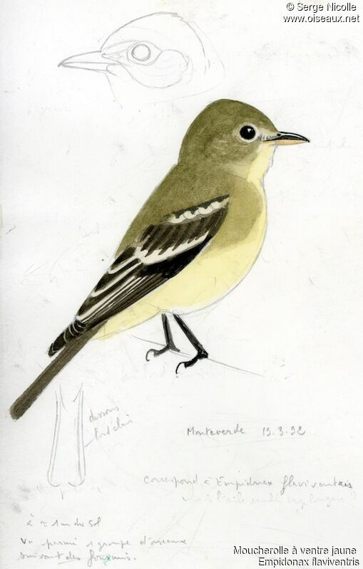 Yellow-bellied Flycatcher, identification