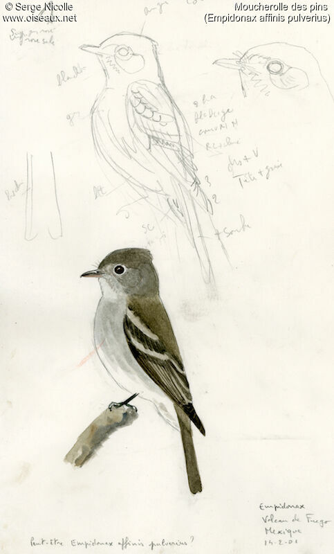 Pine Flycatcher, identification