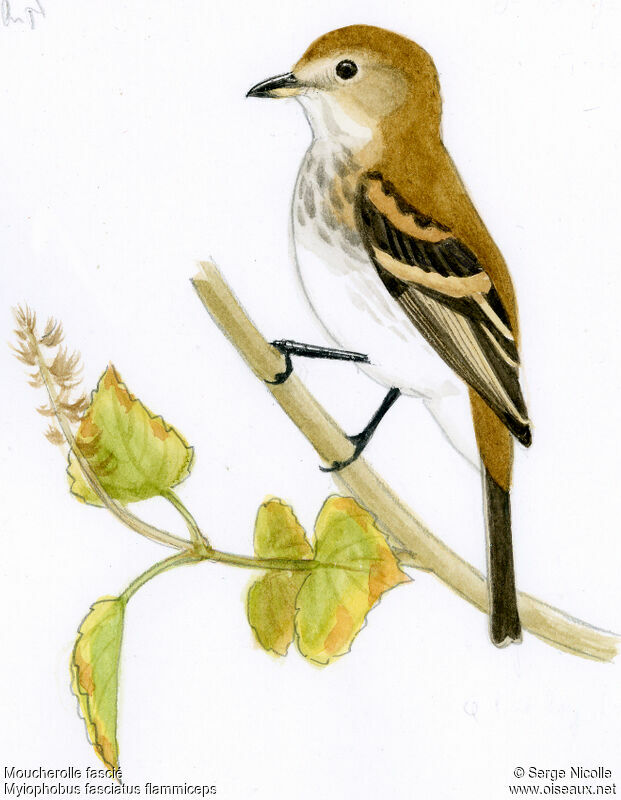 Bran-colored Flycatcher, identification