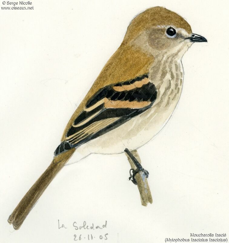 Bran-colored Flycatcher, identification