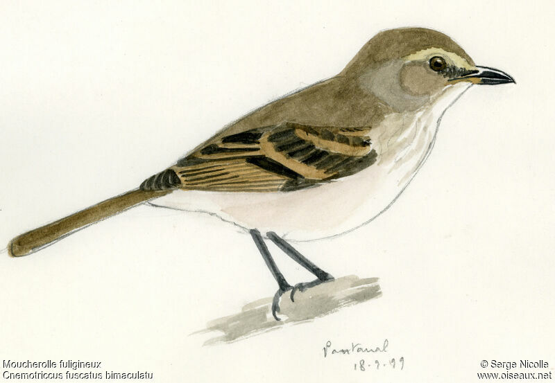 Fuscous Flycatcher, identification