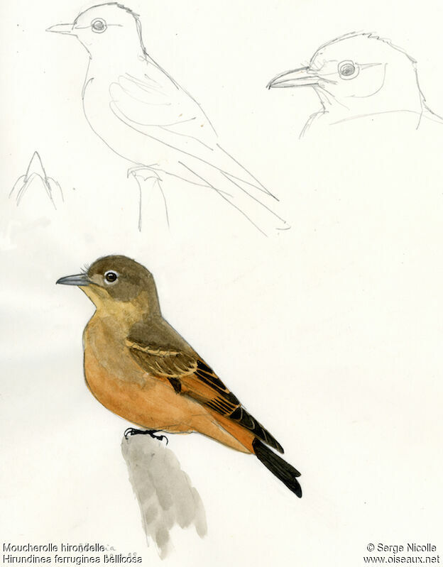 Cliff Flycatcher, identification