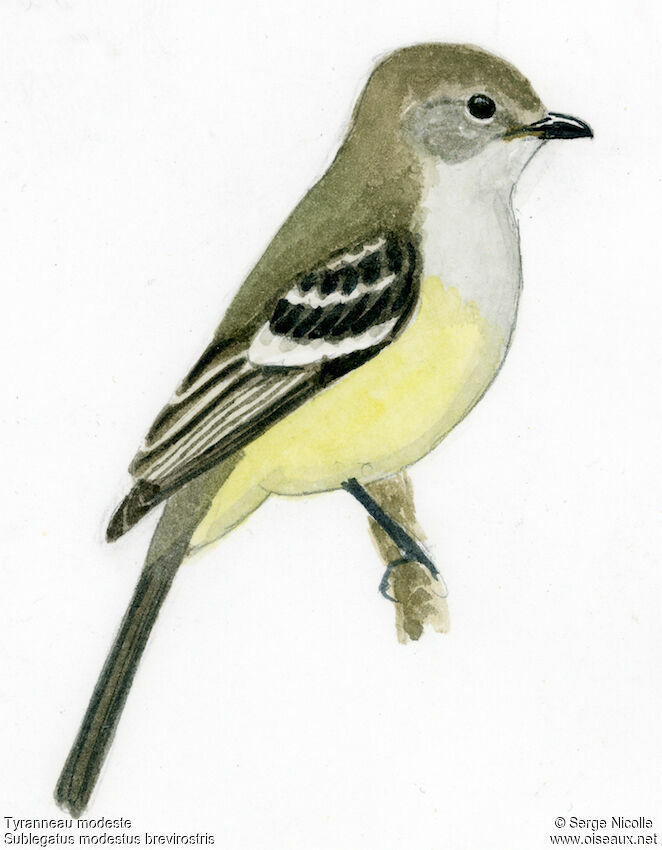 Southern Scrub Flycatcher