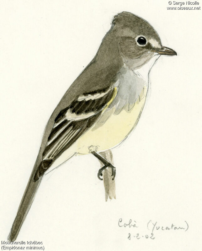 Least Flycatcher, identification