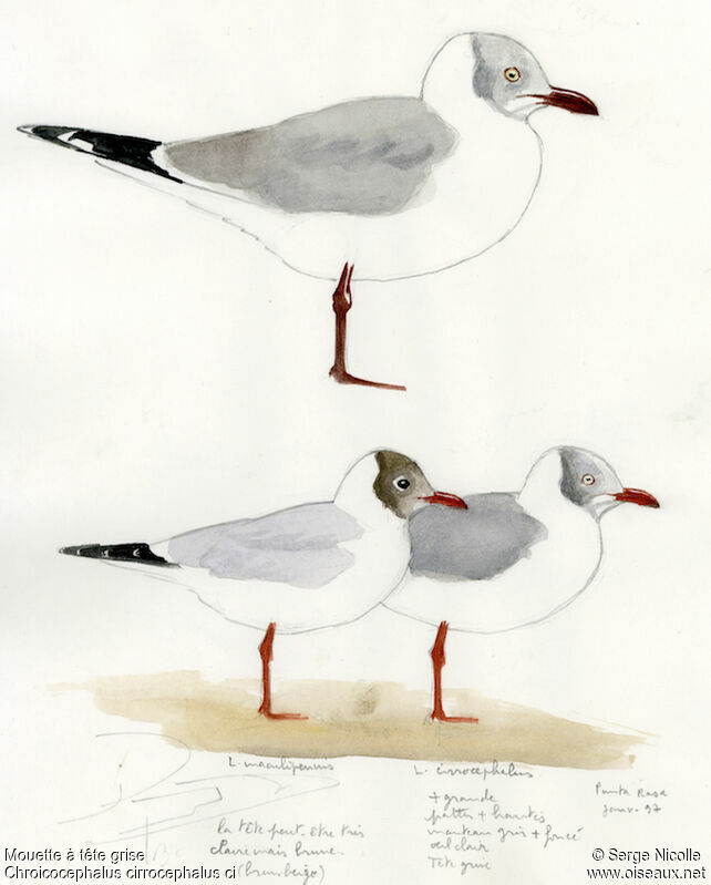 Grey-headed Gull, identification