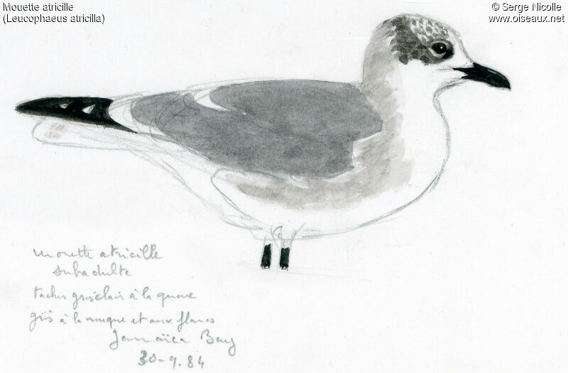 Mouette atricilleimmature, identification