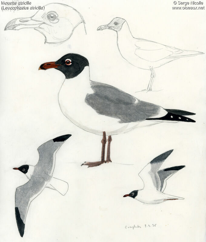 Laughing Gull, identification