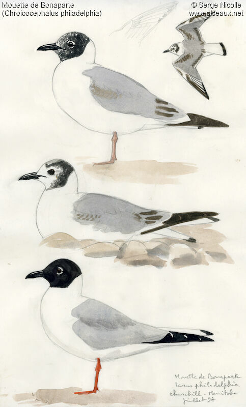 Bonaparte's Gull, identification