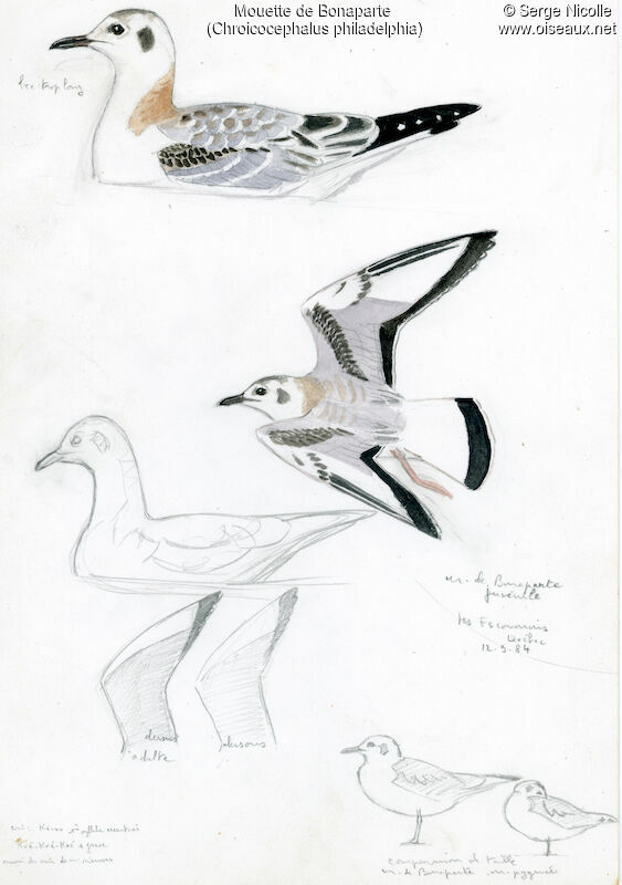 Bonaparte's Gulljuvenile, identification