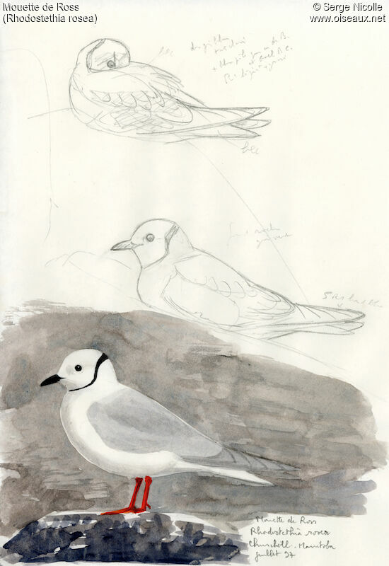 Ross's Gull, identification