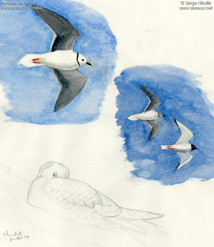 Ross's Gull, identification