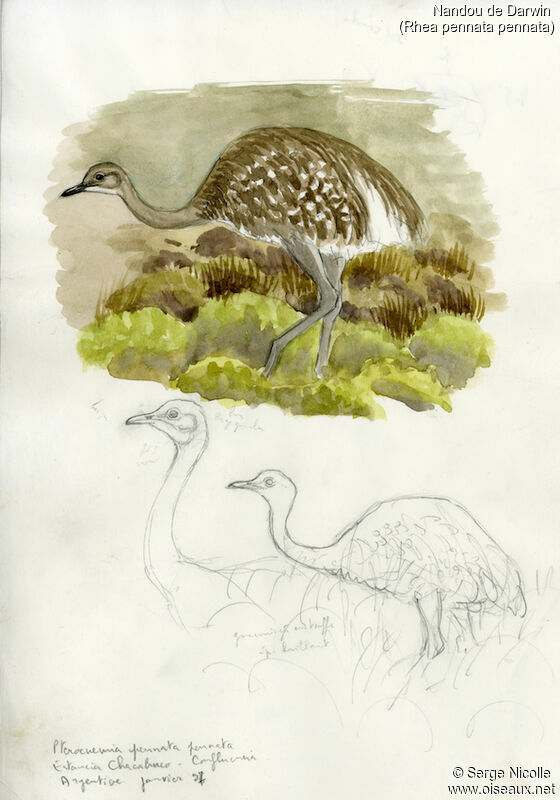 Lesser Rhea, identification