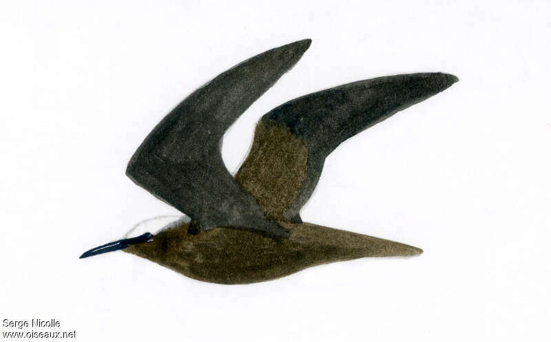 Black Noddyadult, Flight