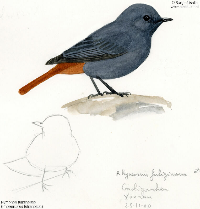 Plumbeous Water Redstart male, identification