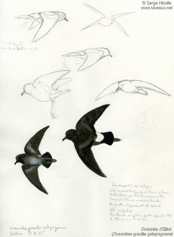 Elliot's Storm Petrel, identification