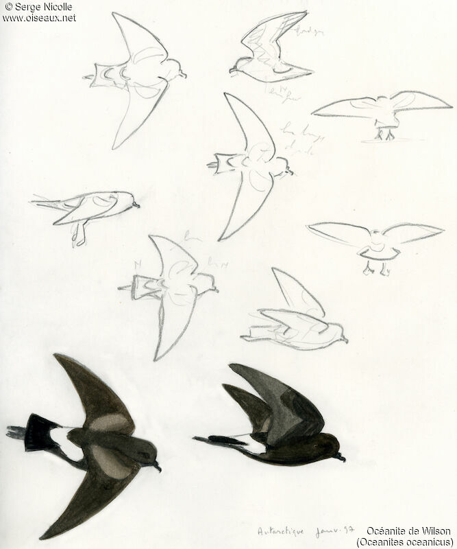 Wilson's Storm Petrel, identification