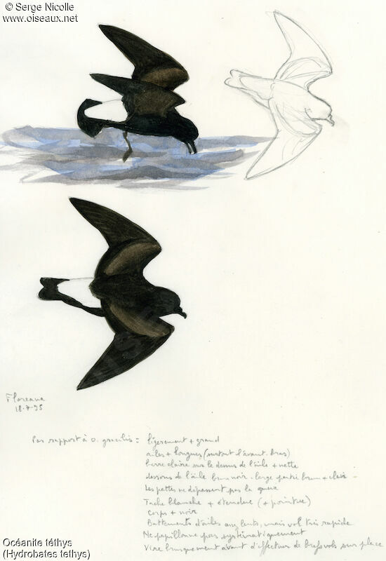 Wedge-rumped Storm Petrel, identification