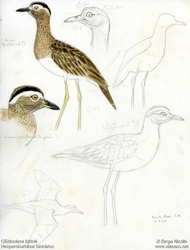 Double-striped Thick-knee, identification