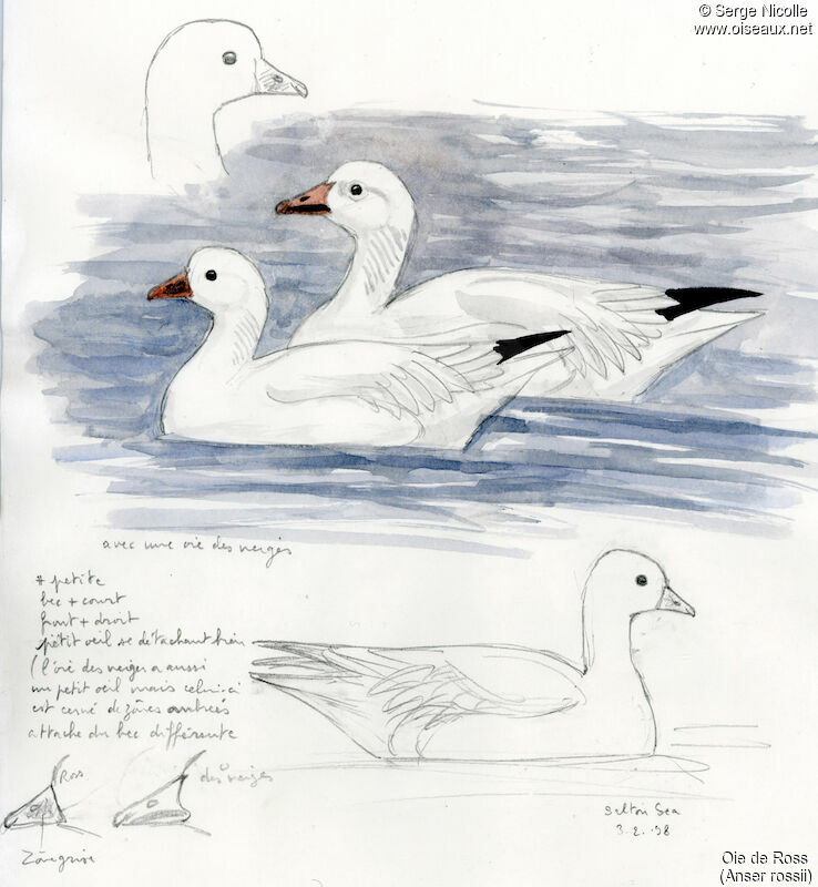 Ross's Goose, identification