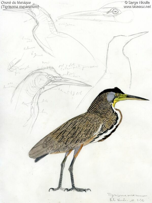 Bare-throated Tiger Heron, identification