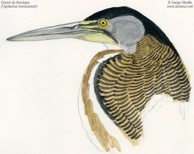 Bare-throated Tiger Heron, identification