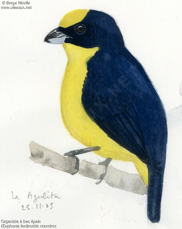 Thick-billed Euphonia, identification