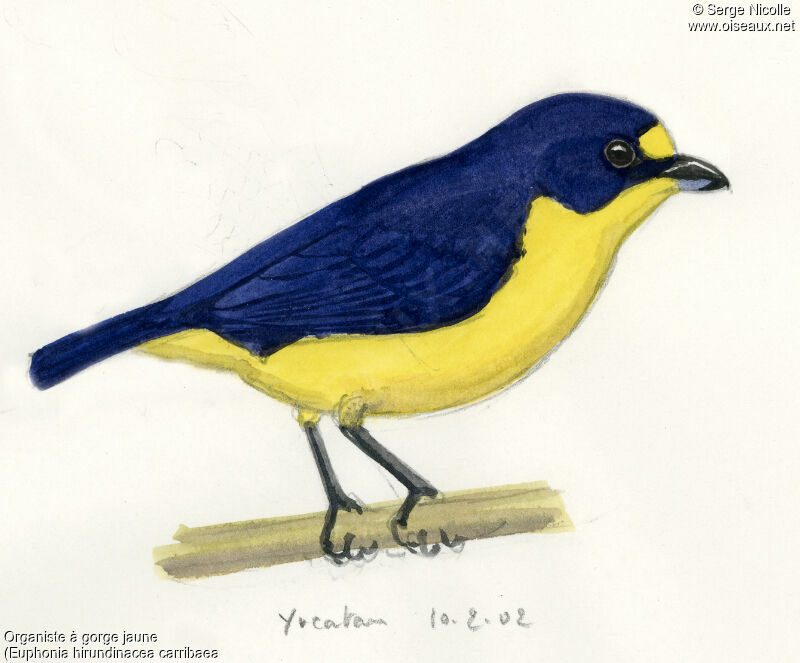 Yellow-throated Euphonia, identification